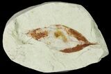 Miocene Fossil Leaf (Cinnamomum) - Augsburg, Germany #139271-1